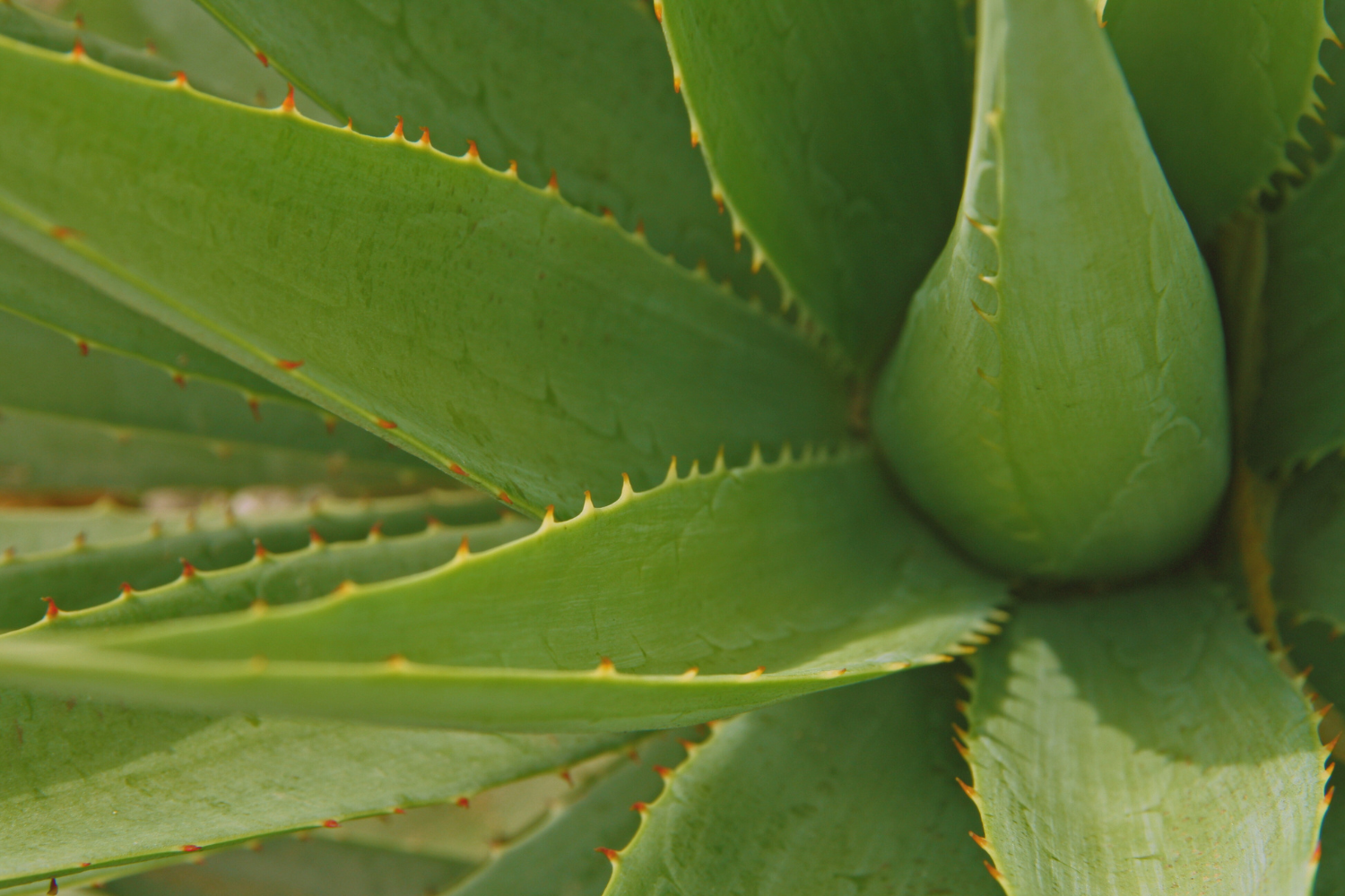 Aloe Vera Juice: Benefits and Uses | Fushi Wellbeing