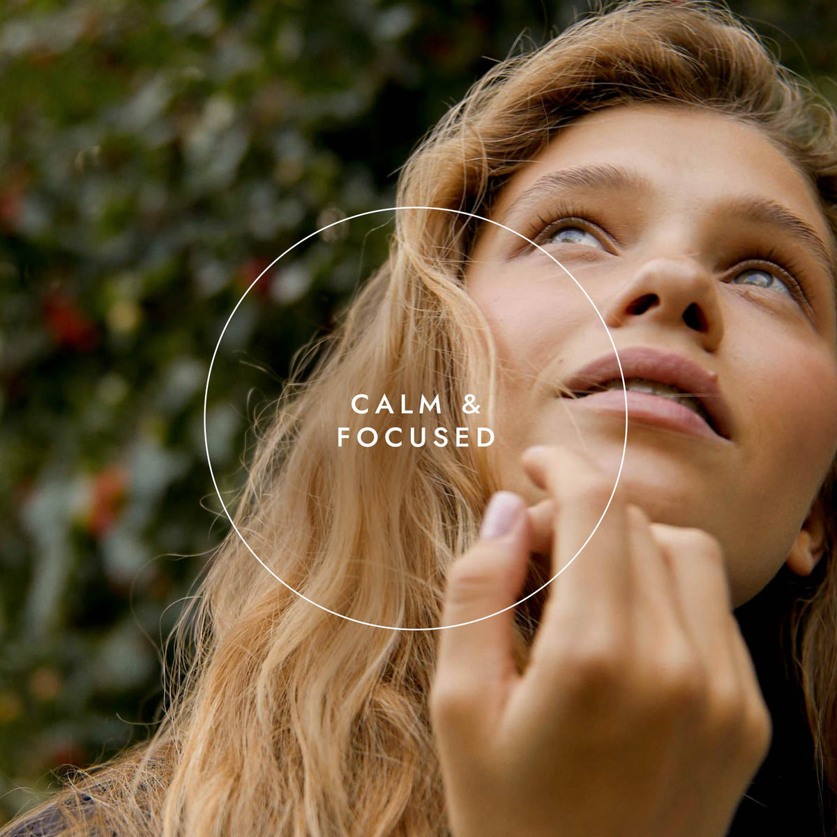 Organic Tulsi (Holy Basil)