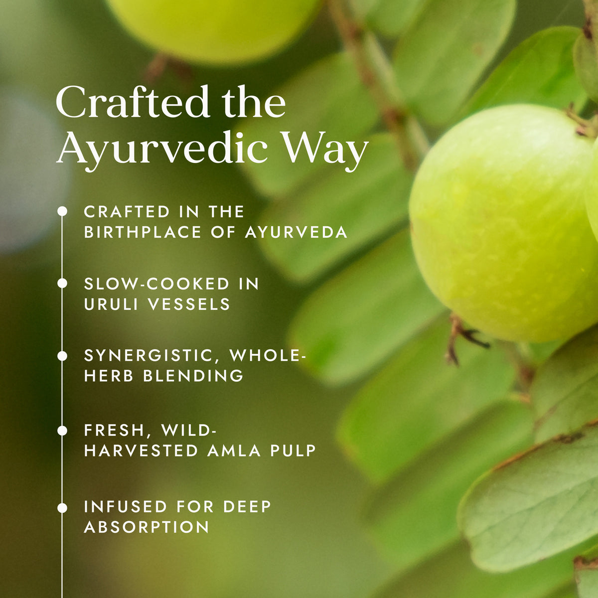 Image of fresh Amla berries on the tree, alongside details of how Fushi Chyawanprash is slow-cooked using Ayurvedic methods in Kerala for deep herbal absorption.