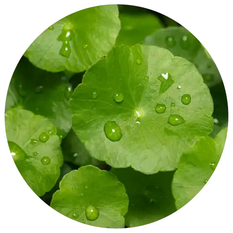 Gotu Kola