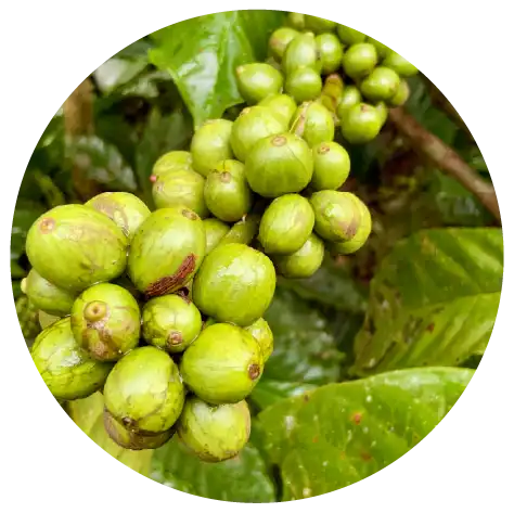 Green Coffee Beans