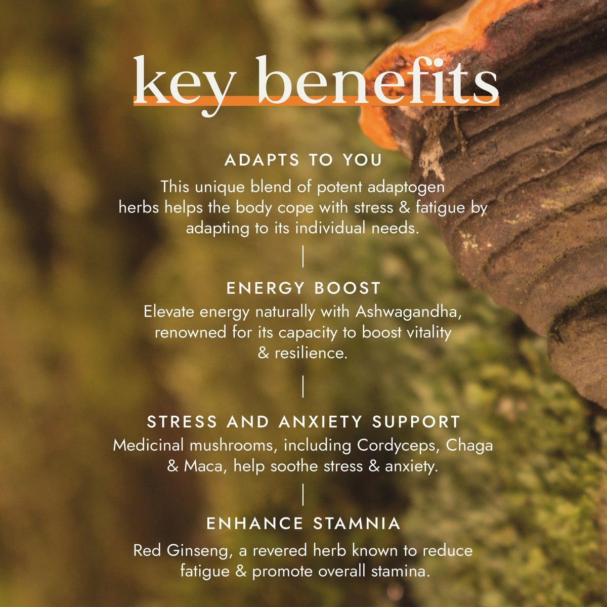 Adaptogen Energy Blend | Ayurveda | Fushi