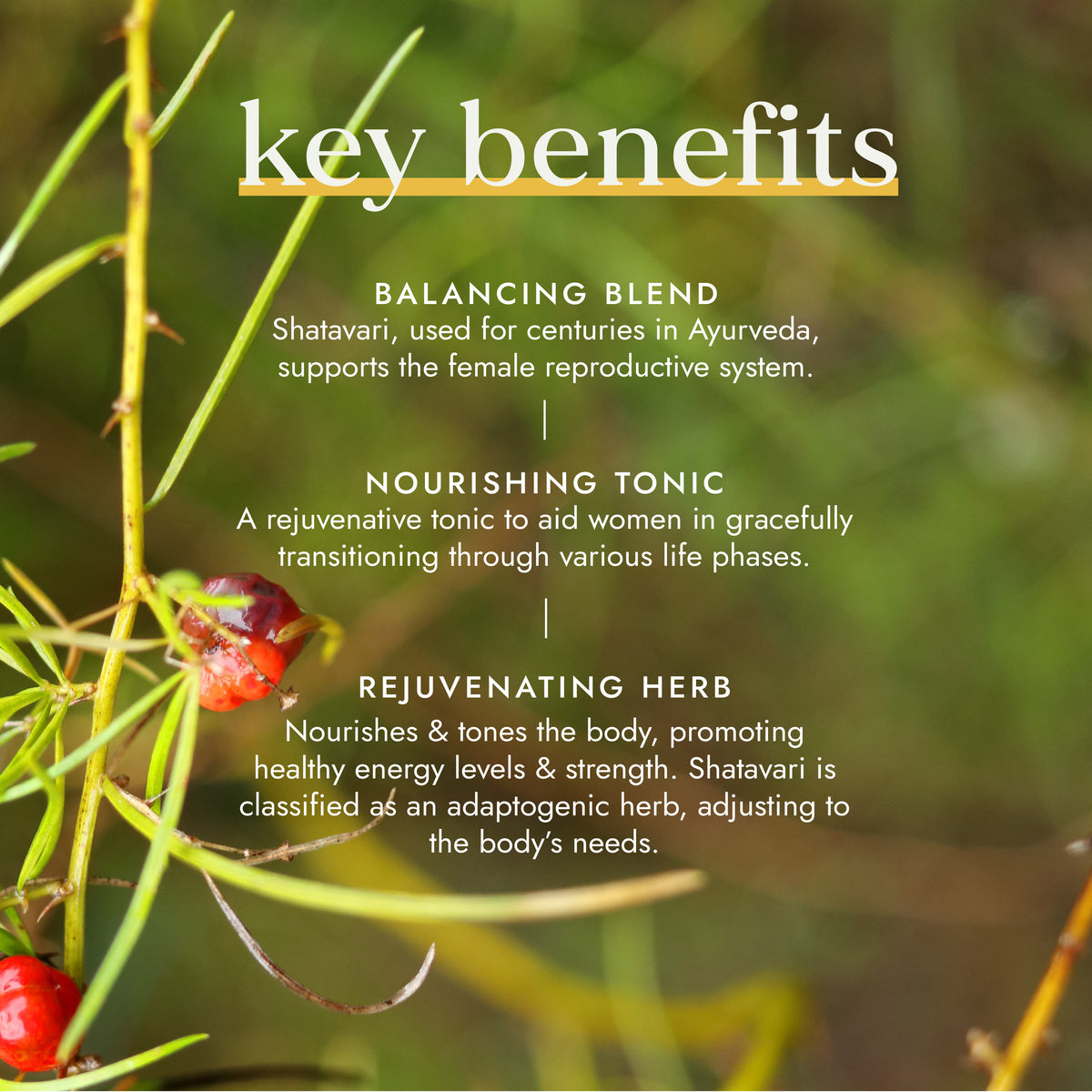 Organic Shatavari | Ayurveda | Fushi