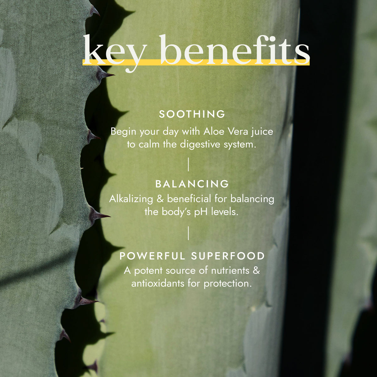 Organic Aloe Vera Juice 1 Litre | Ayurveda | Fushi