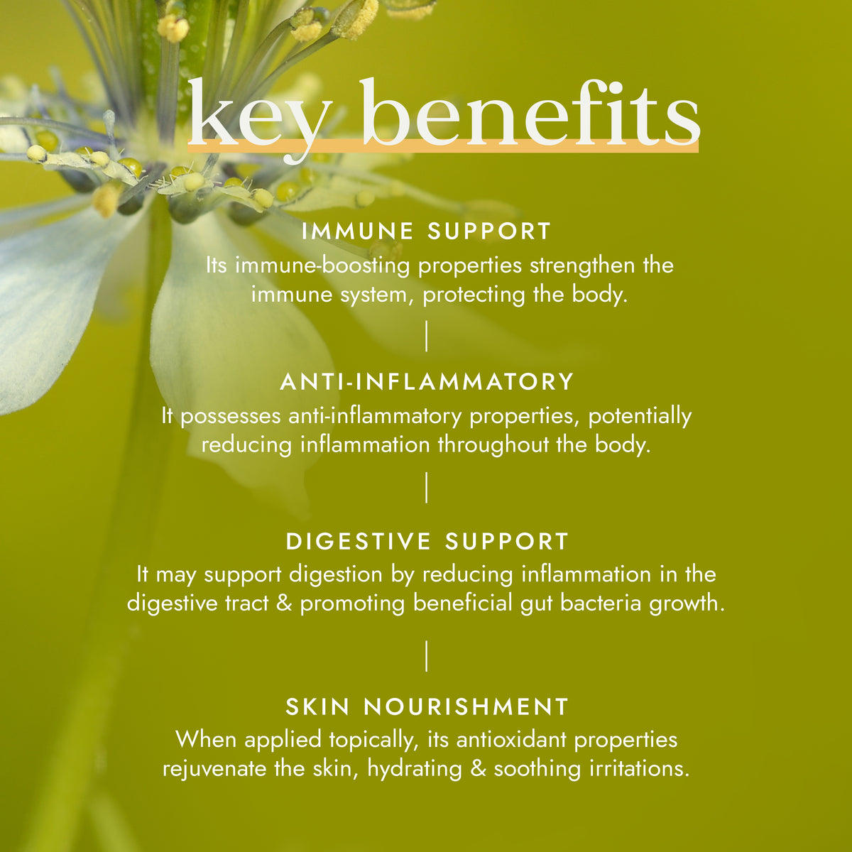 black seed plant benefits Organic Black Seed Oil 100ml | Food-Grade