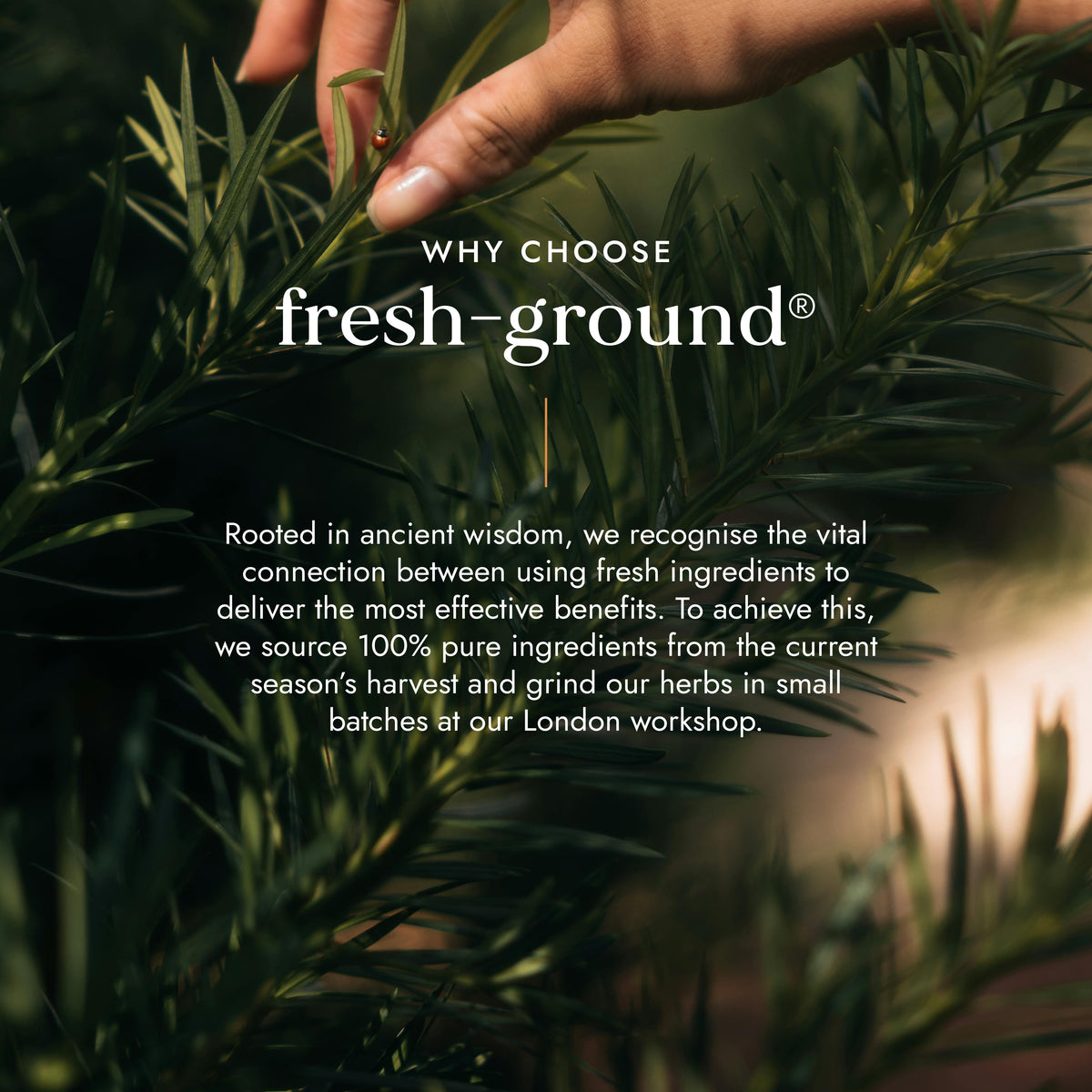 Organic Chaste Tree (Agnus Castus) | Ayurveda | Fushi