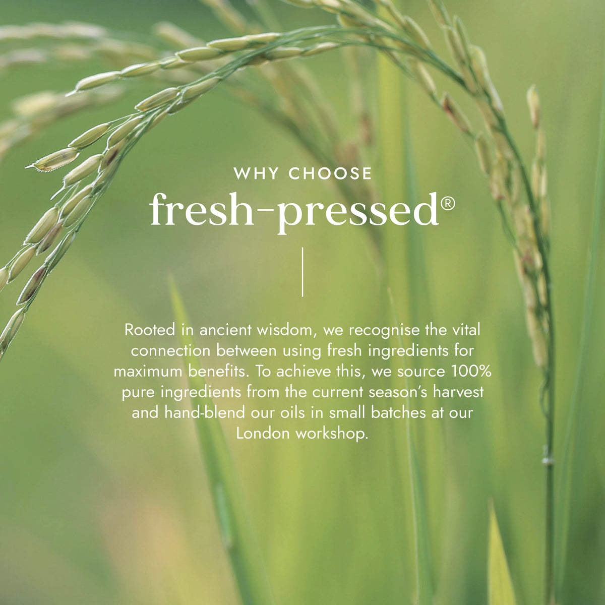 Biovedic Face Cream 50ml | Ayurveda | Fushi