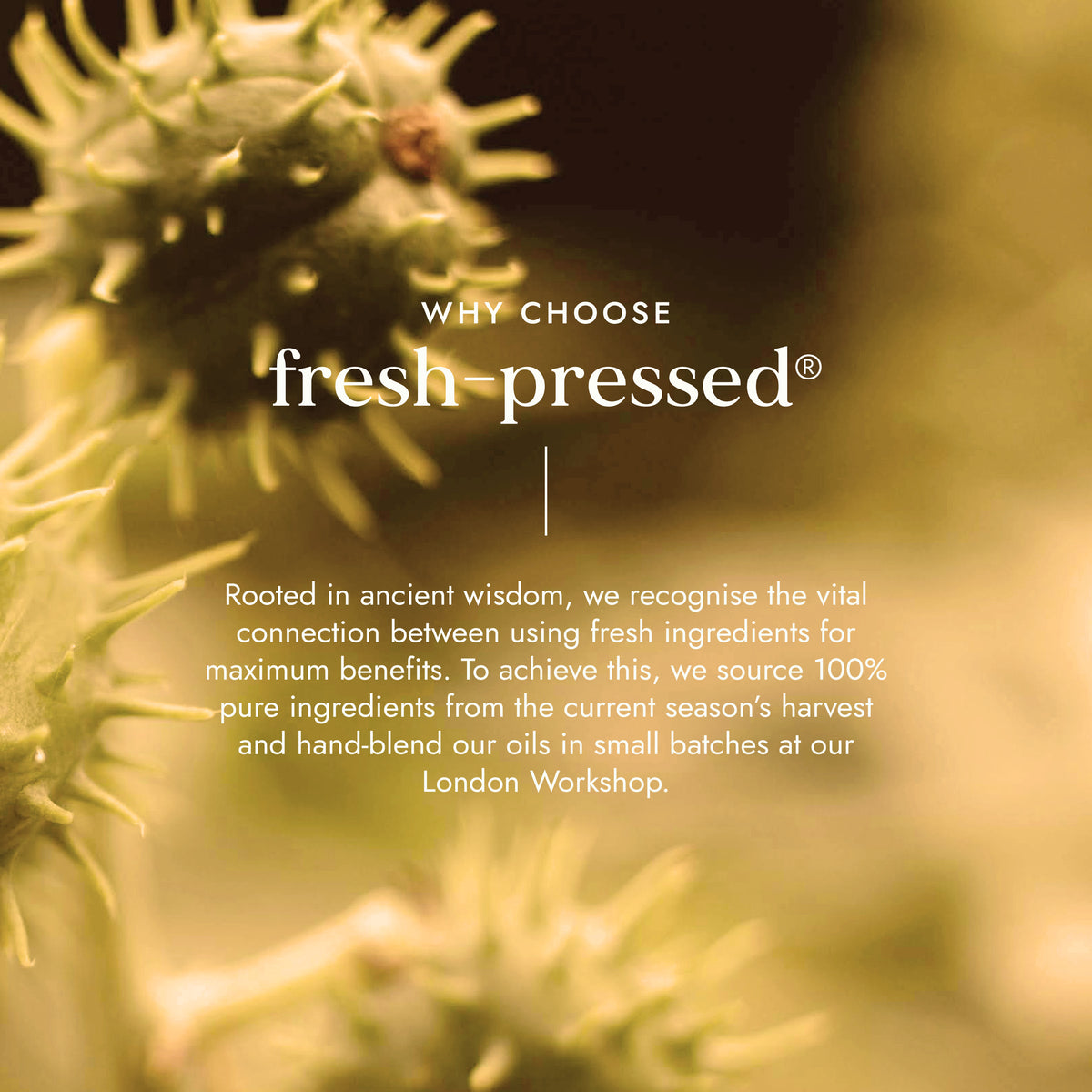 Image of fresh castor plant used to make Fushi’s organic cold pressed castor oil, known for eyelash & skin benefits.