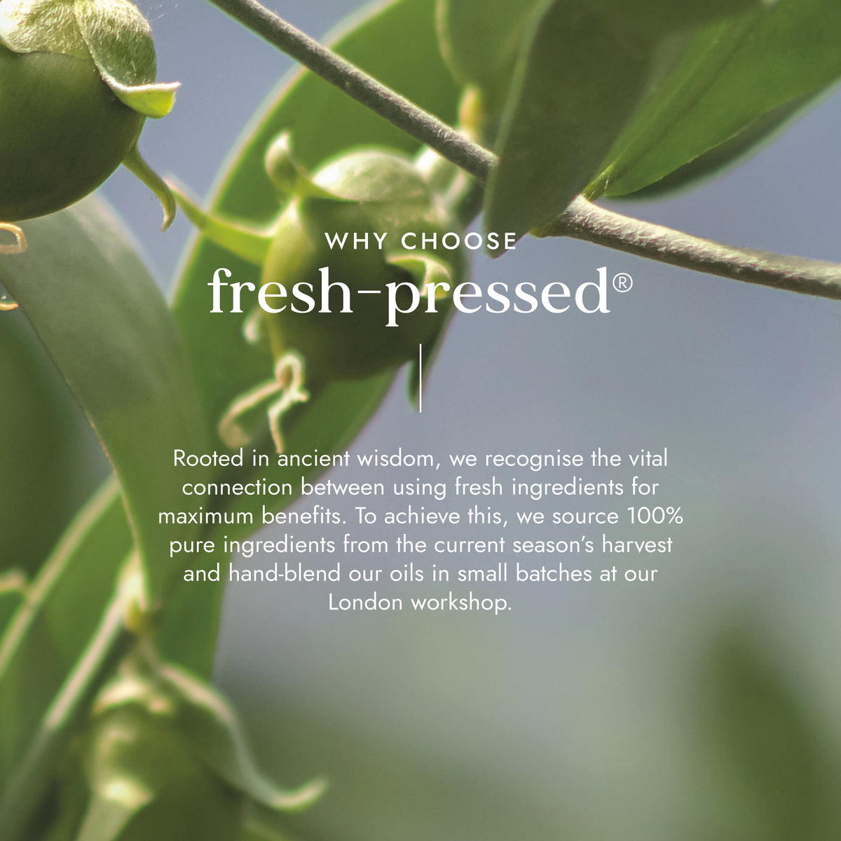 Jojoba & Kansa Facial Massage Ritual