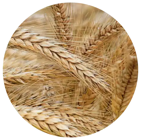 Wheatgerm